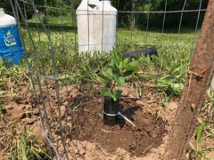 Apple seedlings to fill gaps in orchard.